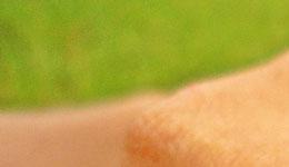 crop