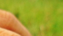 crop